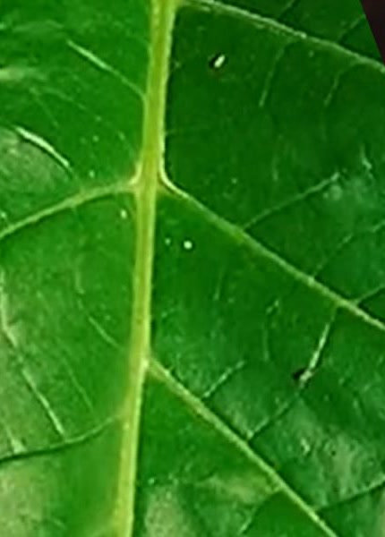 Tobacco leaf