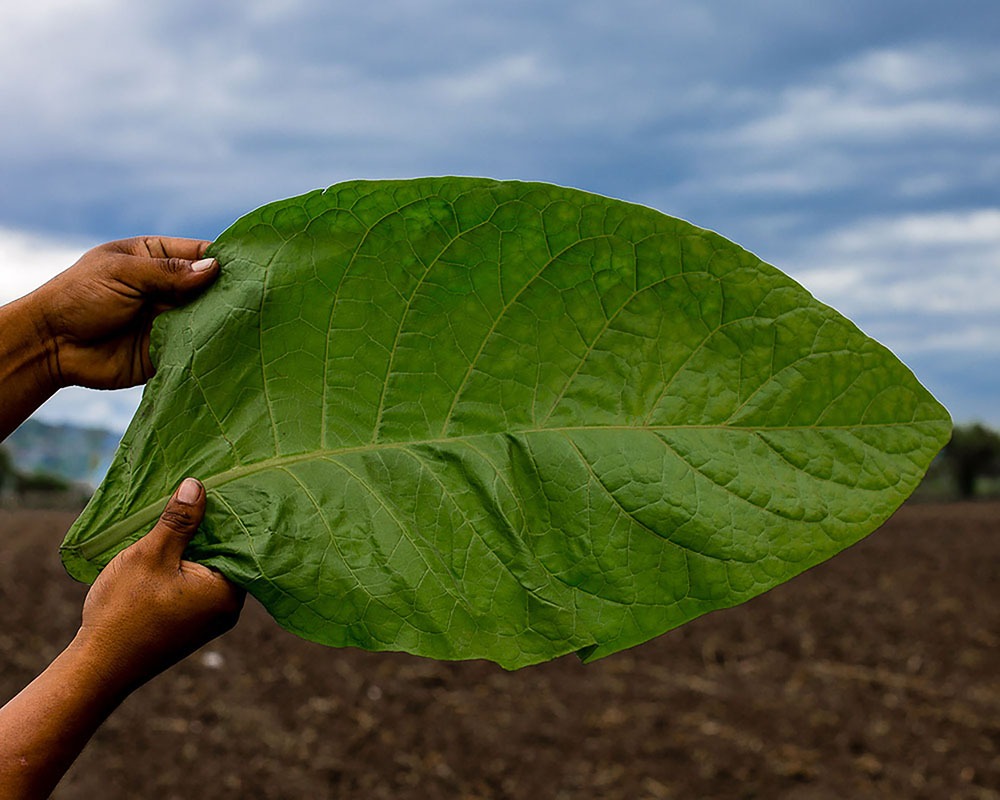 Cured tobacco leaf